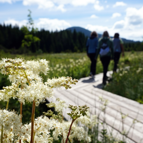 Mädesüß im Naturpark Almenland | ©  Oststeiermark Tourismus | Chiara Raith