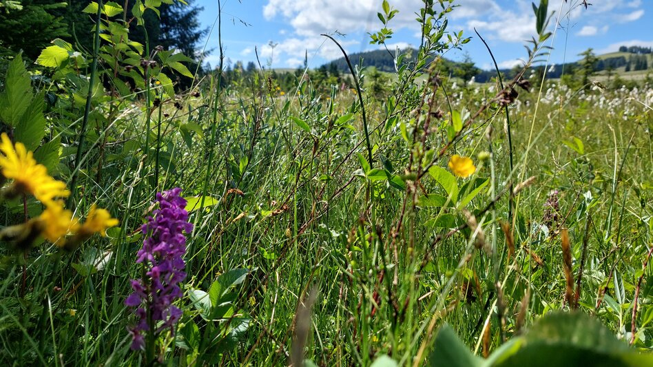 Orchid at the Almenland Nature Park guided tour | ©  Oststeiermark Tourismus | Chiara Raith