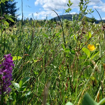 Orchidee bei der Naturpark Almenland Führung | ©  Oststeiermark Tourismus | Chiara Raith