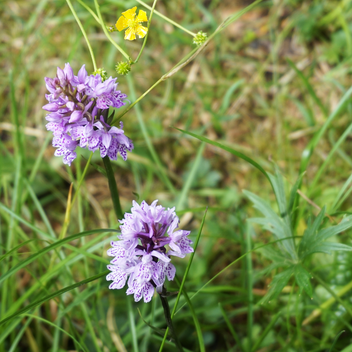 Knabenkraut bei der Naturpark Almenland Führung | ©  Oststeiermark Tourismus | Chiara Raith