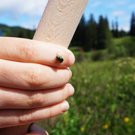Käfer im Naturpark Almenland | ©  Oststeiermark Tourismus | Chiara Raith