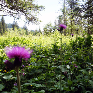 Bachkratzdistel im Naturpark Almenland | ©  Oststeiermark Tourismus | Chiara Raith