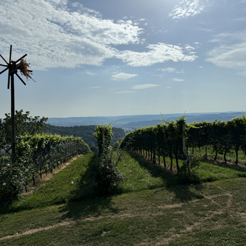 Buschenschankwandern Gleisdorf | © Stadtmarketing Gleisdorf | Ulrich Gutmann