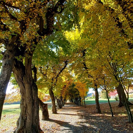 Schlosspark Allee in Pöllau in der Oststeiermark | ©  Oststeiermark Tourismus | Christine Pollhammer