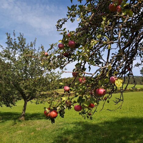 Streuobstwiese in Pöllau in der Oststeiermark  | ©  Oststeiermark Tourismus | Christine Pollhammer