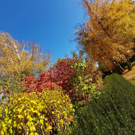 Herbstliche Farben im Schlosspark Pöllau | © Oststeiermark Tourismus | Christine Pollhammer