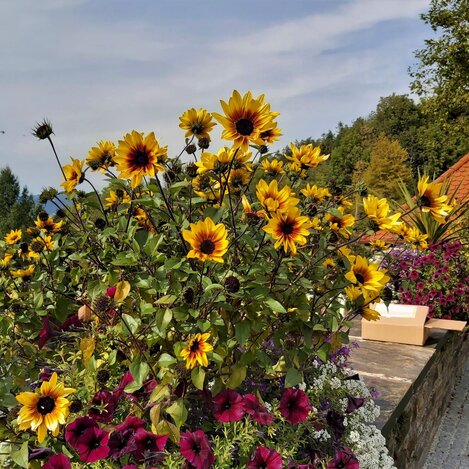 Blumen am Pöllauberg in der Oststeiermark | ©  Oststeiermark Tourismus | Christine Pollhammer