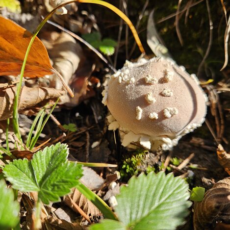 Schwammerl | © Naturpark Almenland | Elisabeth Weinberger