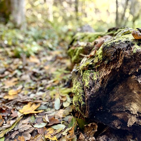 Baumstamm | © Naturpark Almenland | Elisabeth Weinberger