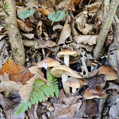 Schwammerl  | © Naturpark Almenland | Elisabeth Weinberger