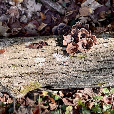 Baumstamm mit Baumpilzen | © Naturpark Almenland | Elisabeth Weinberger
