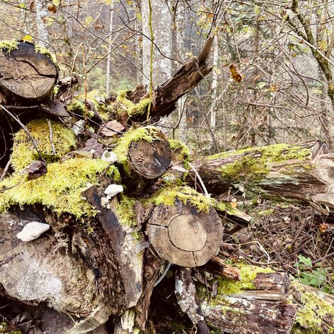 Moosbedeckte Baumstämme | © Naturpark Almenland | Elisabeth Weinberger