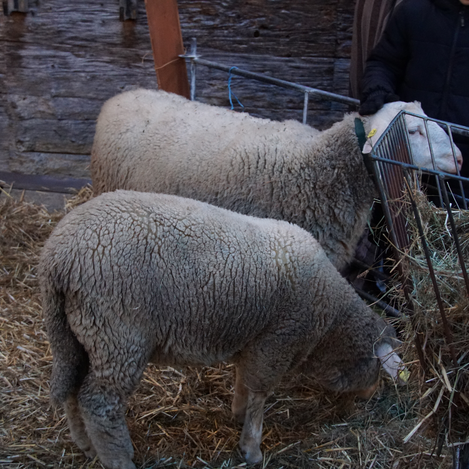 Schafe beim Joglland Advent gspian im Freilichtmuseum Vorau | © Oststeiermark Tourismus | Jasmin Perhofer