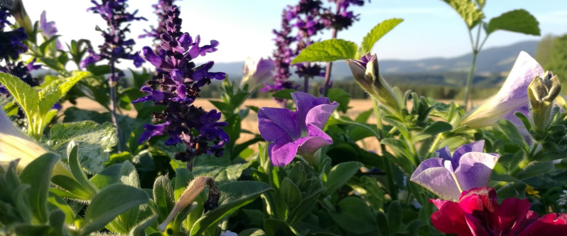 Flower bed on the Styrian Flower Rroad | © TV Oststeiermark | Birgit Kandlbauer