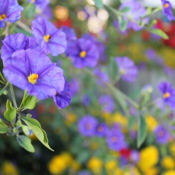 Blumen entlang der Steirischen Blumenstraße in der Oststeiermark | © TV Oststeiermark | Birgit Kandlbauer