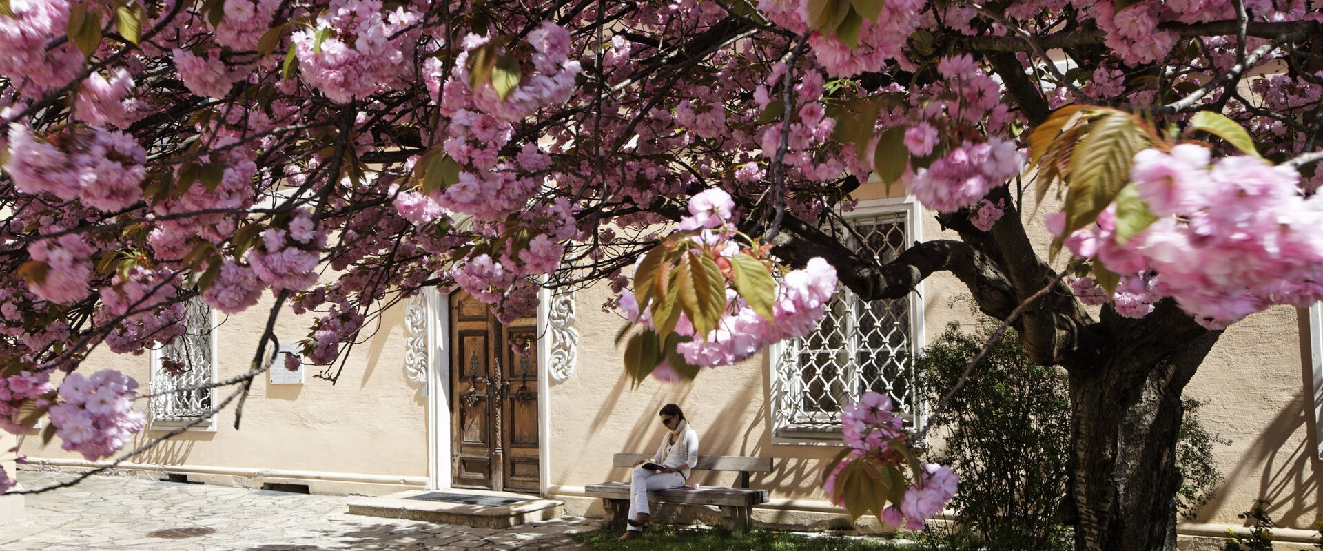 Flowering tree on the church square of Hartberg | © TV Oststeiermark | Bernhard Bergmann