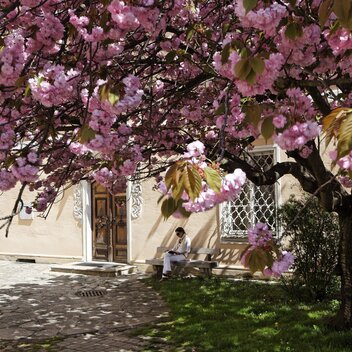 Flowering tree on the church square of Hartberg | © TV Oststeiermark | Bernhard Bergmann