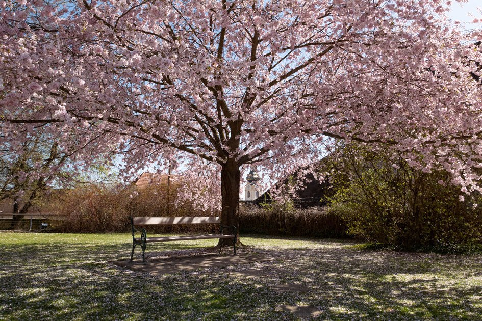 Blossoming in Eastern Styria in the castle park in Hartberg | © TV Oststeiermark | Bernhard Bergmann