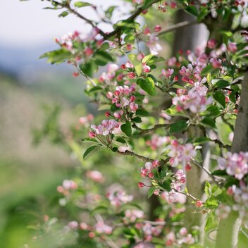 Flowering apple tree in apple orchard in the Eastern Styria | © TV Oststeiermark | die mosbachers