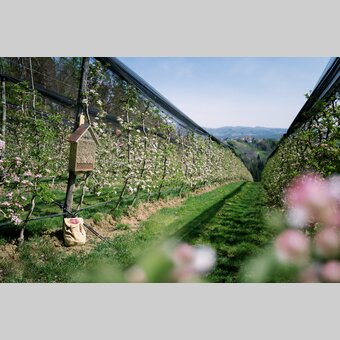 Blühender Apfelgarten in der Oststeiermark | © Oststeiermark Tourismus | die mosbachers