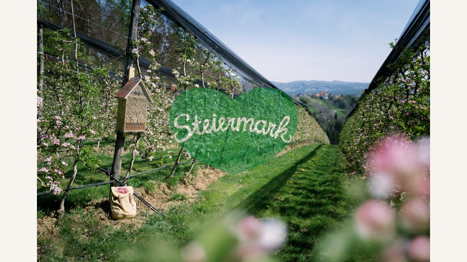 Blühender Apfelgarten in der Oststeiermark | © Oststeiermark Tourismus | die mosbachers