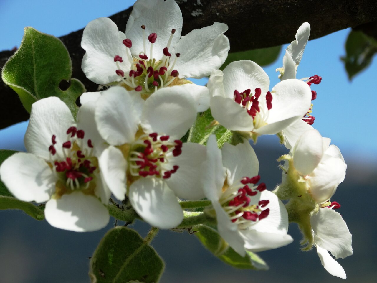 Deer pear blossom