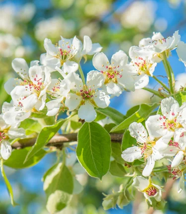 Deer pear blossom in spring in eastern Styria | © TV Oststeiermark | Helmut Schweighofer