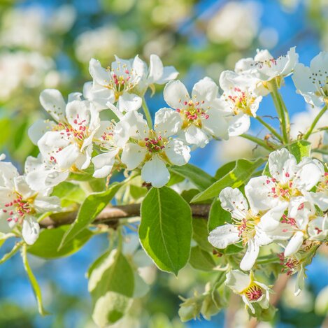 Deer pear blossom in spring in eastern Styria | © TV Oststeiermark | Helmut Schweighofer