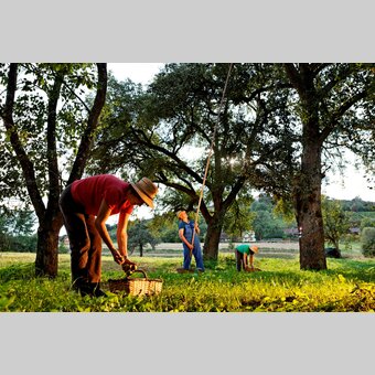 Hirschbirnernte | Bernhard Bergmann | © Oststeiermark Tourismus, Bernhard Bergmann