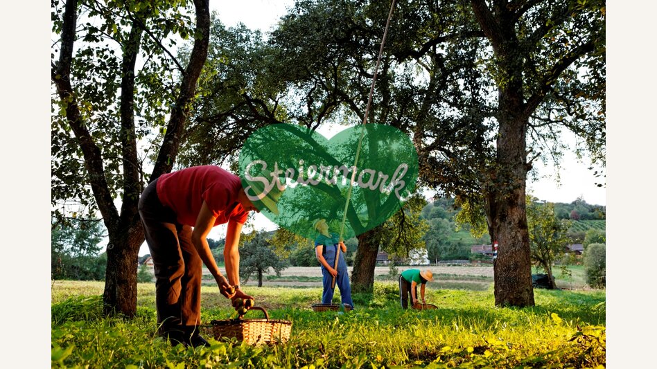 Hirschbirnernte | Bernhard Bergmann | © Oststeiermark Tourismus, Bernhard Bergmann