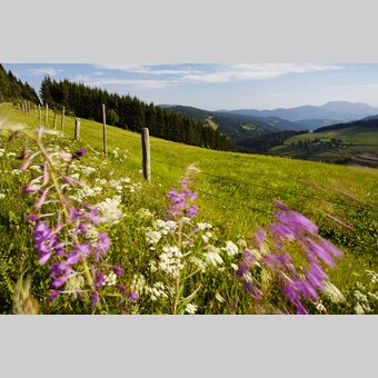 Panoramablick von der Sommeralm | Bernhard Bergmann | © Oststeiermark Tourismus, Bernhard Bergmann