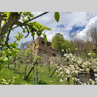 Blüten um Schloss Herberstein in der Oststeiermark | © Oststeiermark Tourismus | Christine Pollhammer