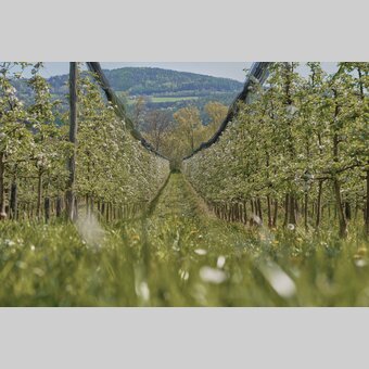 Apfelgärten in Puch bei Weiz | © Oststeiermark Tourismus | Markus Lang-Bichl