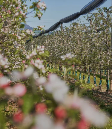 Apple orchards in Puch near Weiz | © Oststeiermark Tourismus | Markus Lang-Bichl