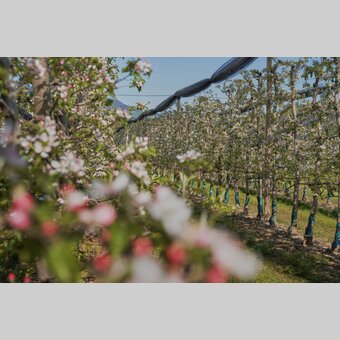 Apfelgärten in Puch bei Weiz | © Oststeiermark Tourismus | Markus Lang-Bichl