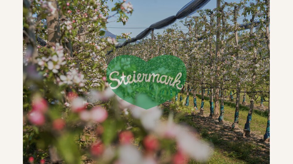 Apfelgärten in Puch bei Weiz | © Oststeiermark Tourismus | Markus Lang-Bichl