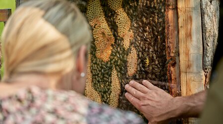 Honeycombs on the Pöllauberg in Eastern Styria | © Oststeiermark Tourismus | Lang-Bichl - RKP