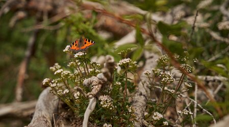 Schmetterling auf der Teichalm in der Oststeiermark | ©  Oststeiermark Tourismus | Lang-Bichl - RKP
