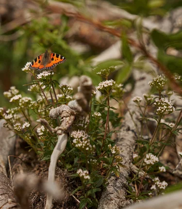 Schmetterling auf der Teichalm in der Oststeiermark | ©  Oststeiermark Tourismus | Lang-Bichl - RKP