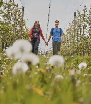 Wandern durch die Apfelgärten in Puch bei Weiz in der Oststeiermark | ©  Oststeiermark Tourismus | Markus Lang-Bichl
