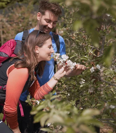 Hiking through the apple orchards in Puch near Weiz in Eastern Styria | ©  Oststeiermark Tourismus | Markus Lang-Bichl