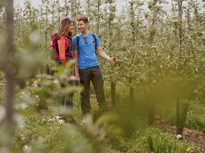 Wandern durch die Apfelgärten in Puch bei Weiz in der Oststeiermark | ©  Oststeiermark Tourismus | Markus Lang-Bichl
