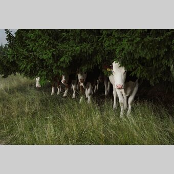 Kühe auf dem Hochwechsel in der Oststeiermark | ©  Oststeiermark Tourismus | Markus Lang-Bichl