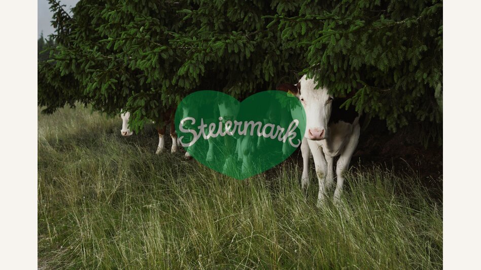 Kühe auf dem Hochwechsel in der Oststeiermark | ©  Oststeiermark Tourismus | Markus Lang-Bichl