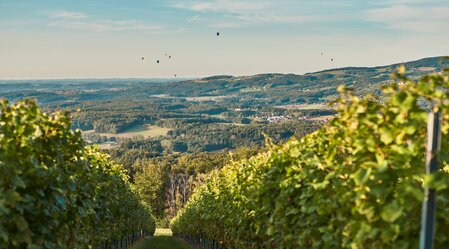 Landschaft der Weingärten in Hartberg in der Oststeiermark | © Oststeiermark Tourismus | Lang-Bichl - RKP
