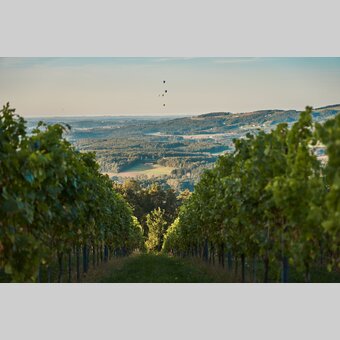 Landschaft der Weingärten in Hartberg in der Oststeiermark | ©  Oststeiermark Tourismus | Lang-Bichl - RKP