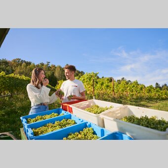 Paar verkostet Weintrauben in einem Weingarten in Hartberg | ©  Oststeiermark Tourismus | Markus Lang-Bichl
