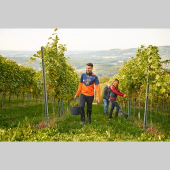 Weinlesen in einem Weingarten in Hartberg mit Ausblick auf das Hartbergerland  | ©  Oststeiermark Tourismus | Markus Lang-Bichl