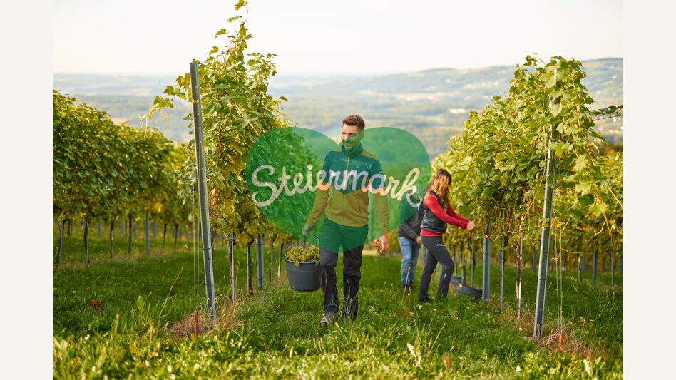 Weinlesen in einem Weingarten in Hartberg mit Ausblick auf das Hartbergerland  | ©  Oststeiermark Tourismus | Markus Lang-Bichl