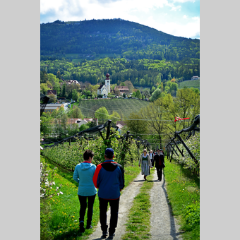 Spazieren in den Apfelgärten im Apfelland | © Oststeiermark Tourismus | Christian Strassegger